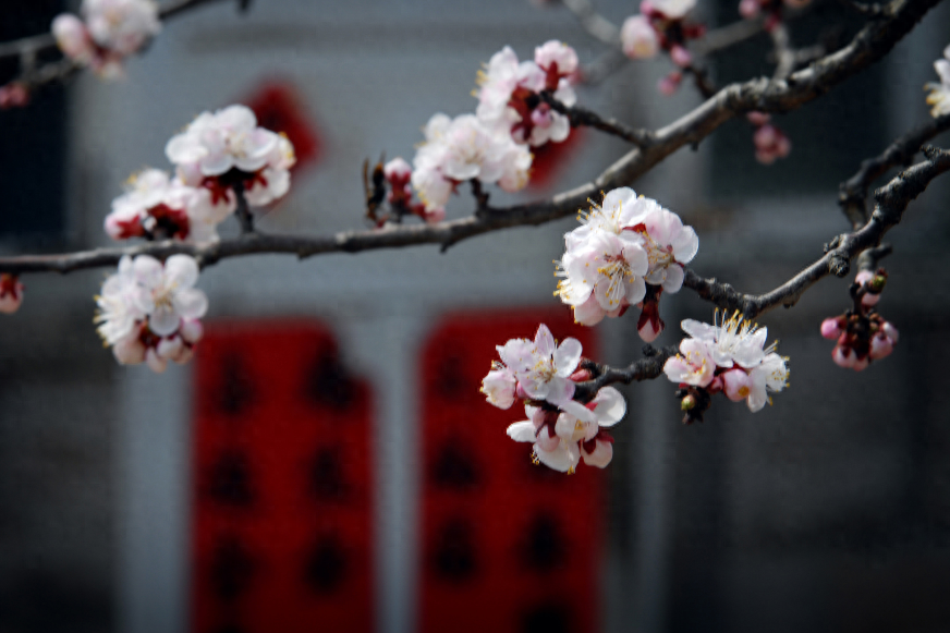 杏花诗词古句大全（有关杏花的优美诗词）