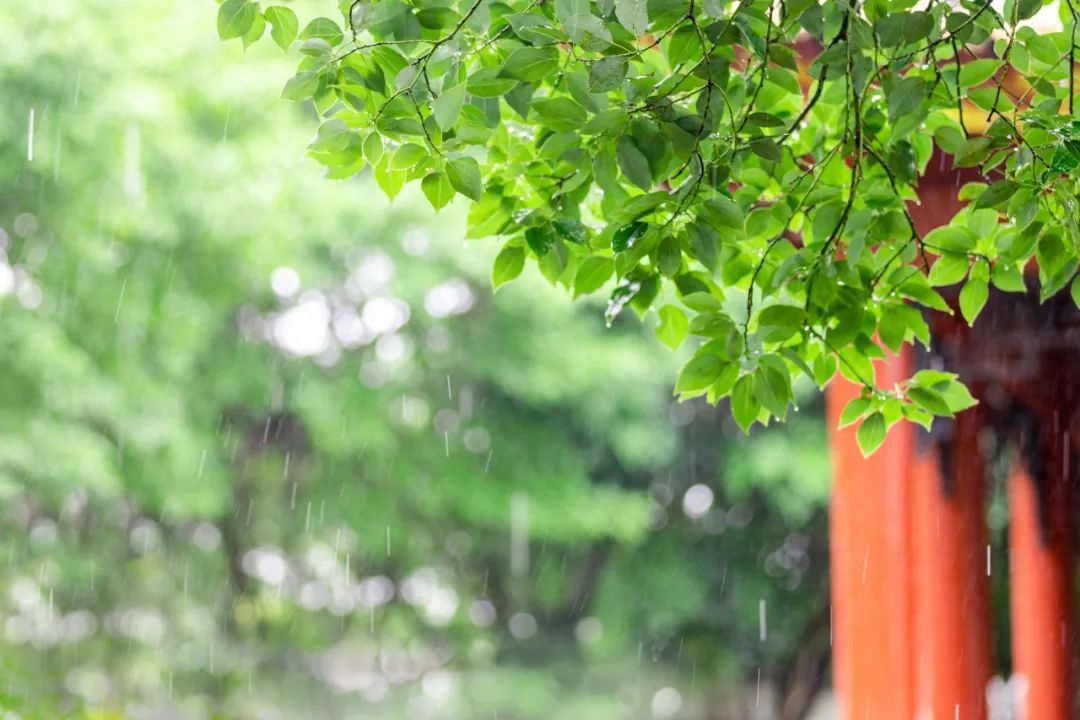 五月唯美诗词大全（暮春花归去，浅夏绿意来）