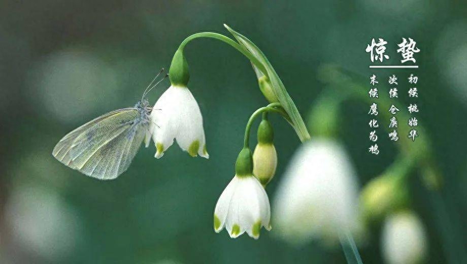 惊蛰经典诗词大全（雷鸣桃花始，江暖染新绿）