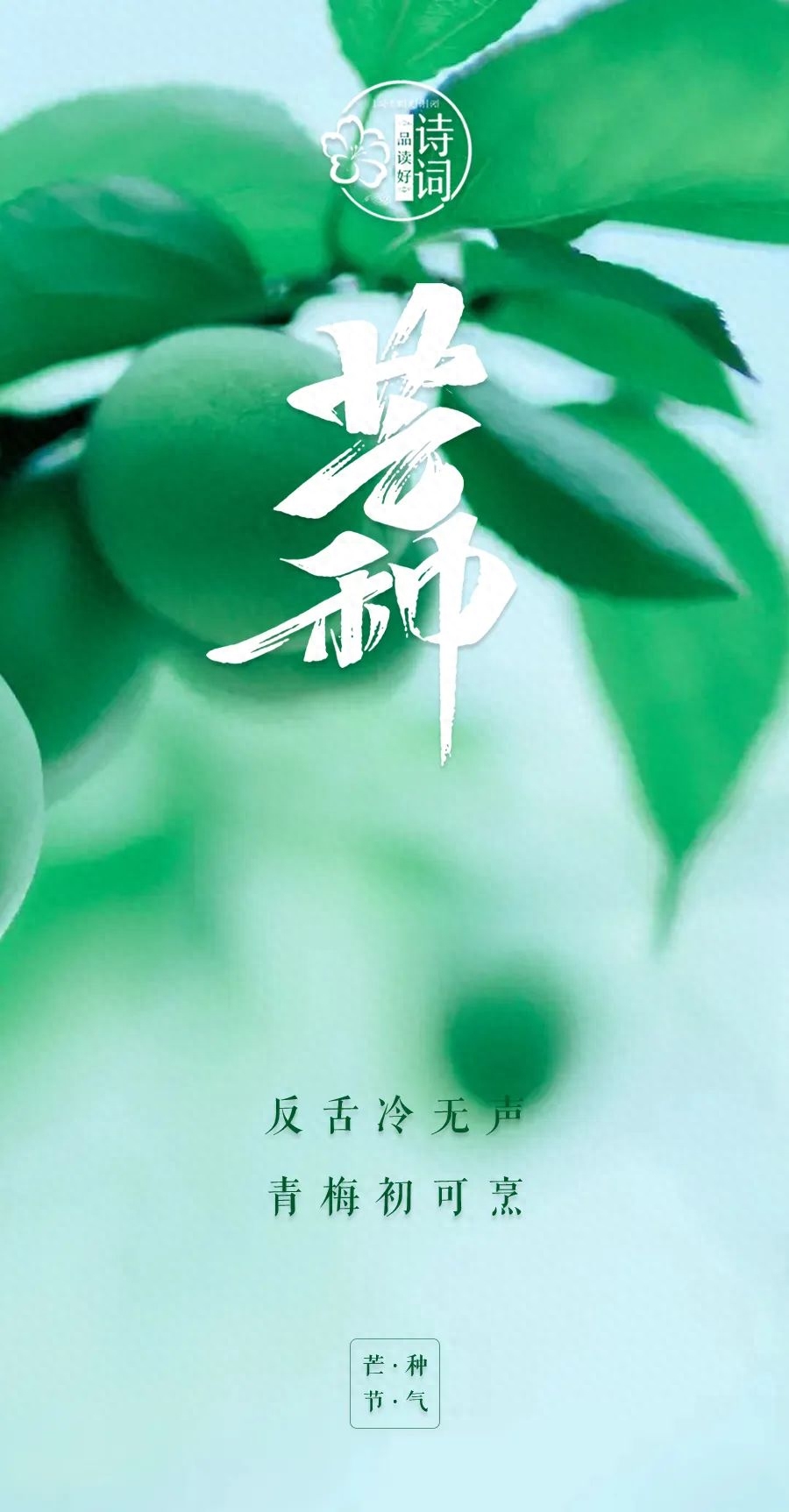 炙热梦想，自有锋芒（有关芒种的优美诗句）