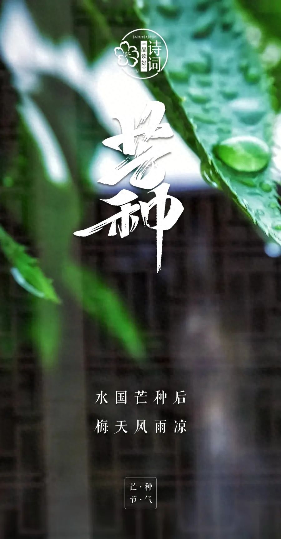 炙热梦想，自有锋芒（有关芒种的优美诗句）