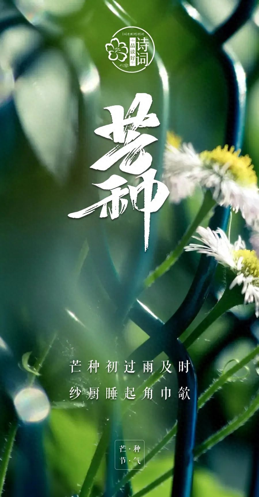 炙热梦想，自有锋芒（有关芒种的优美诗句）