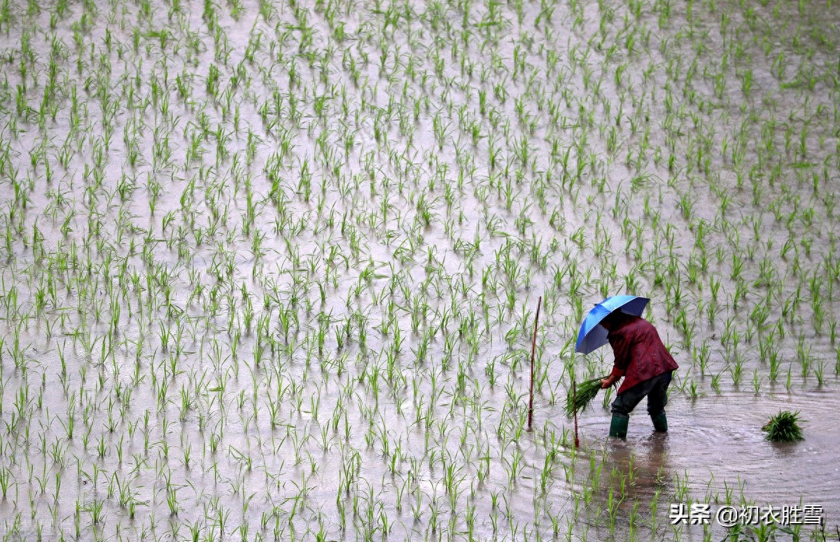 乍暖又寒芒种候，启晴还雨熟梅天（芒种节气古诗五首）