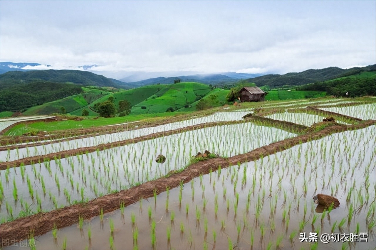 乍暖又寒芒种候，启晴还雨熟梅天（芒种节气古诗五首）