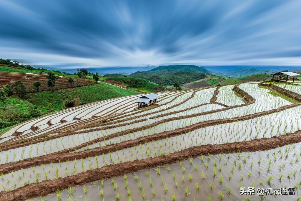 时雨及芒种，四野皆插秧（二十四节气芒种古诗六首）