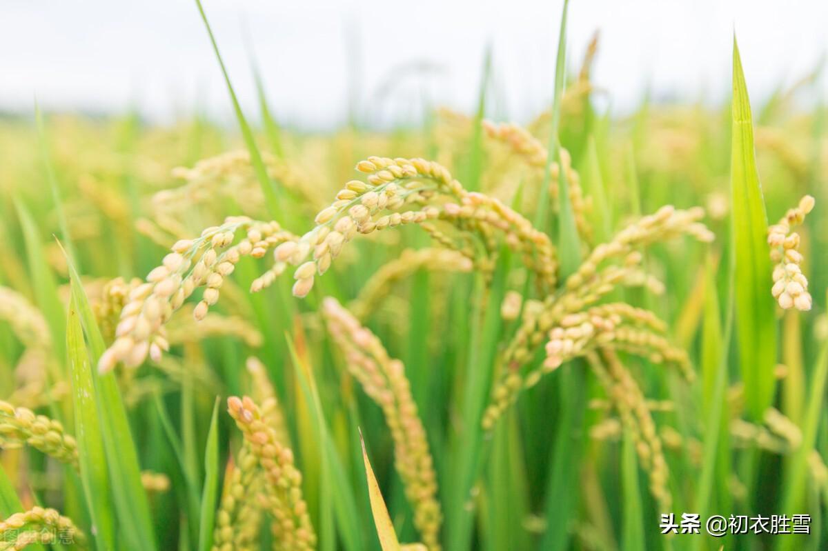 时雨及芒种，四野皆插秧（二十四节气芒种古诗六首）