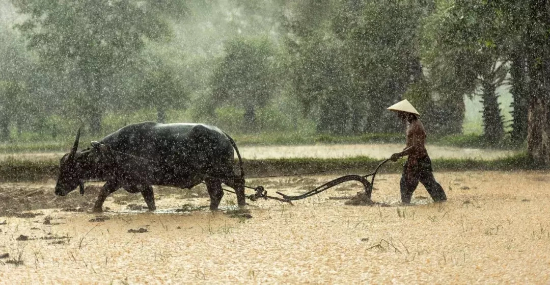 黄梅时节家家雨，青草池塘处处蛙（精选十首芒种诗词）