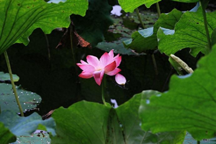 黄梅时节家家雨，青草池塘处处蛙（十首田园诗词赏析）