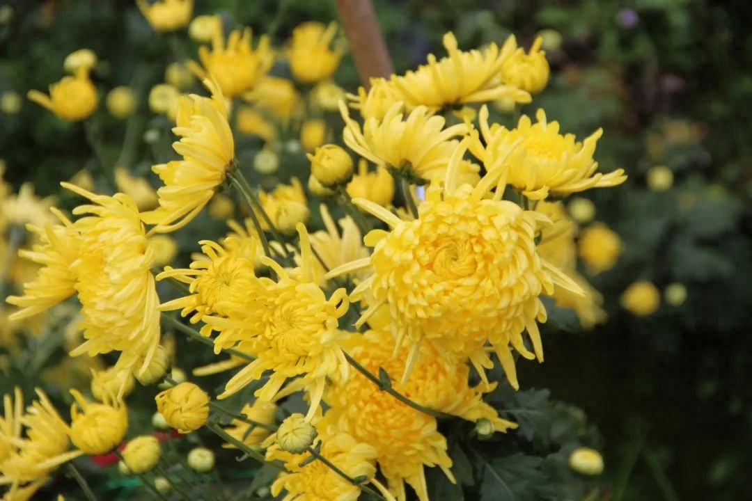 菊花诗词古句大全（10首菊花唯美诗词）