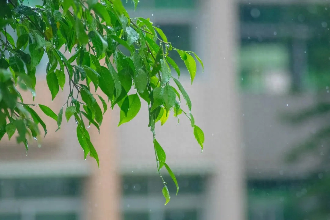 不知何处雨，已觉此间凉（20首唯美微雨诗词）