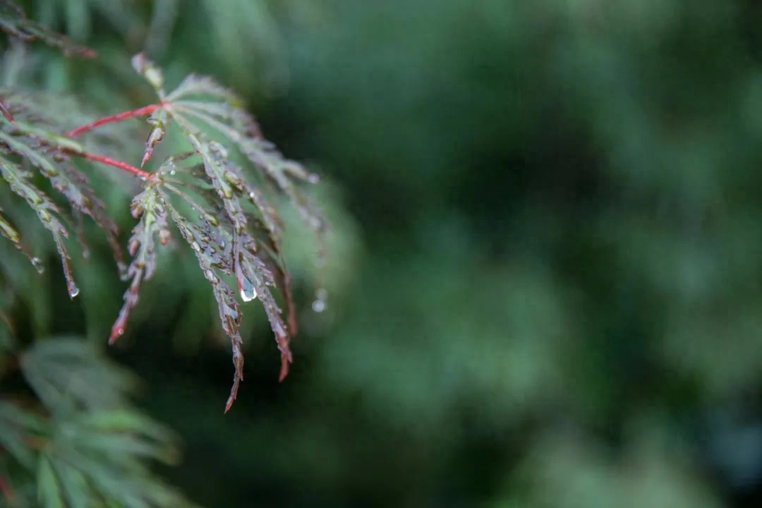 不知何处雨，已觉此间凉（20首唯美微雨诗词）