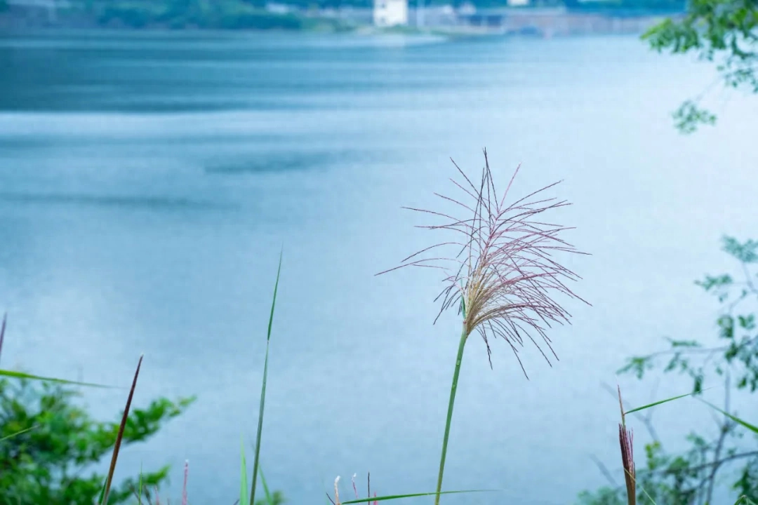 不知何处雨，已觉此间凉（20首唯美微雨诗词）