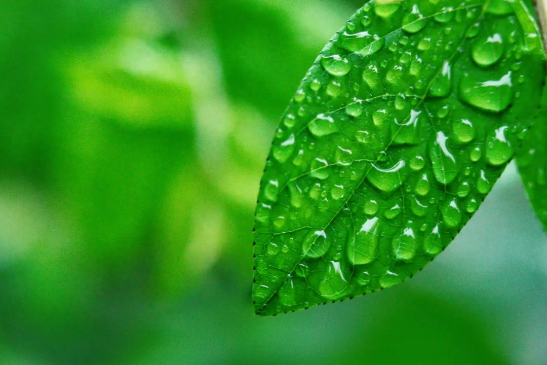 不知何处雨，已觉此间凉（20首唯美微雨诗词）