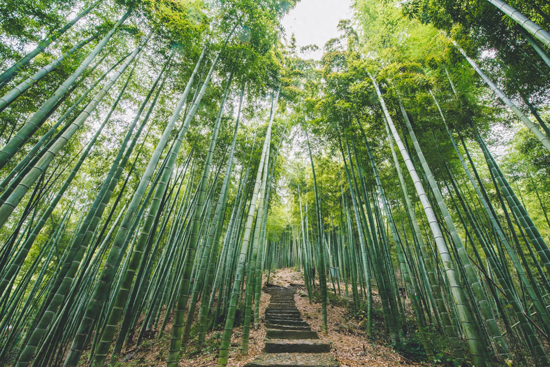 一竿修竹，数点芭蕉（十首竹子经典诗词）