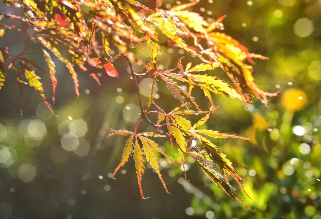 秋雨诗词古句大全（关于秋的著名古诗词）