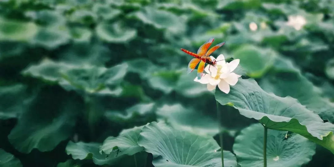 描写夏天倾盆大雨的诗词古句（25首夏至诗词）