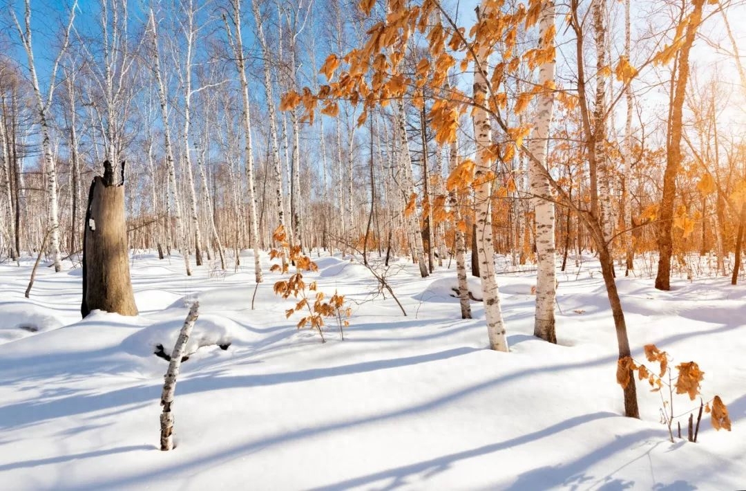 冬天经典诗词句鉴赏（描写雪景的诗词佳句）