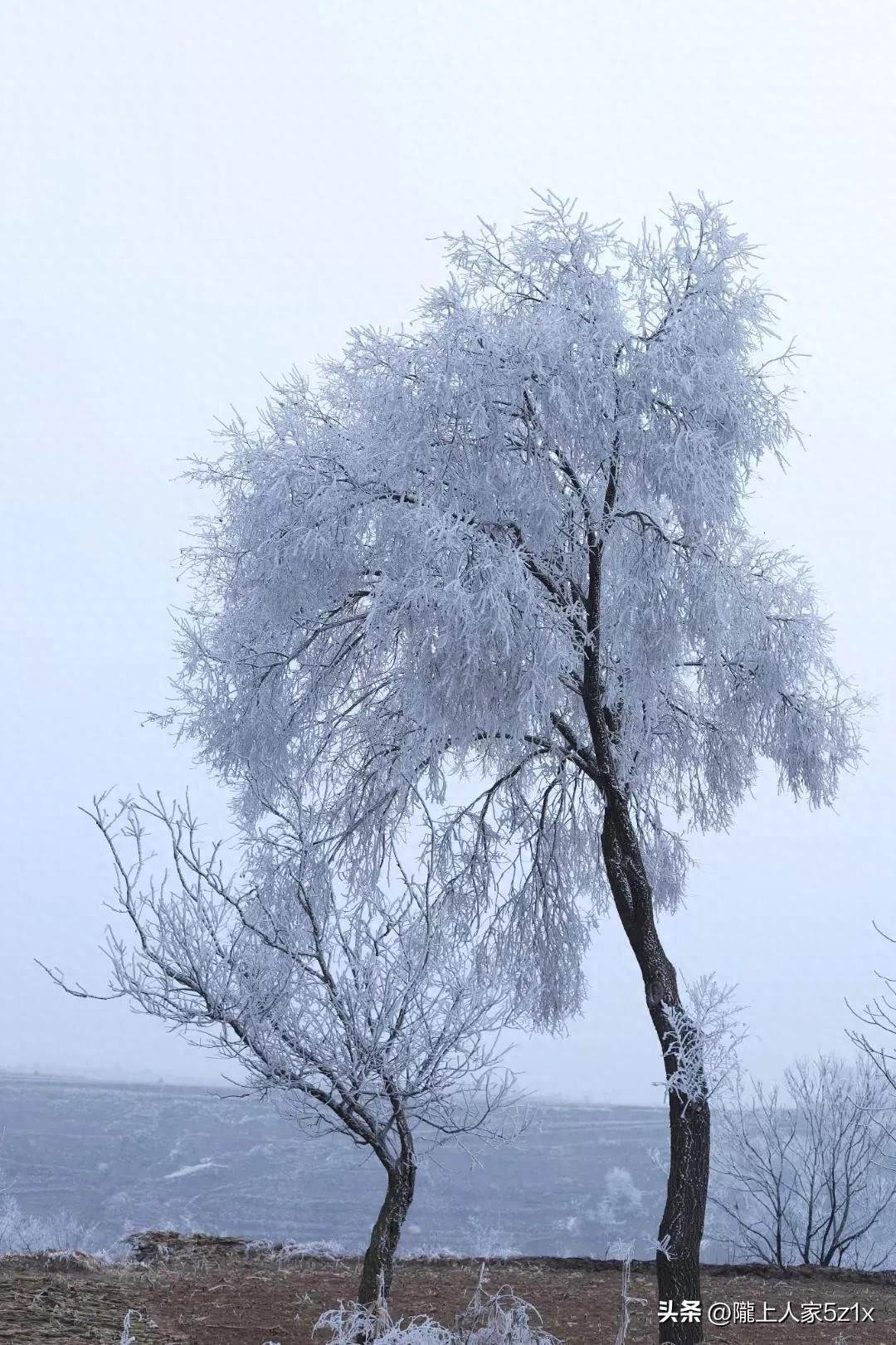 大雪经典古诗有哪些（维美的六首大雪古诗）