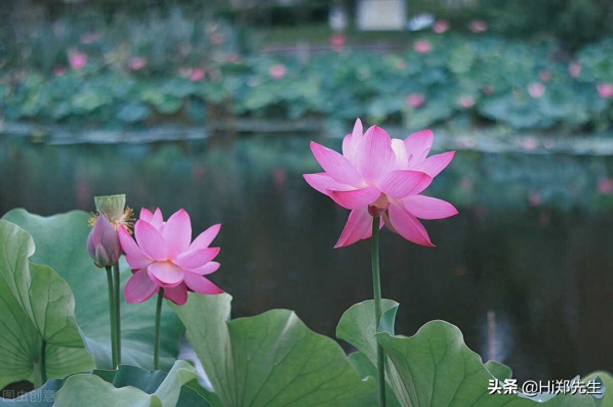 形容夏至的优美诗词（十首绝美的夏至诗词）