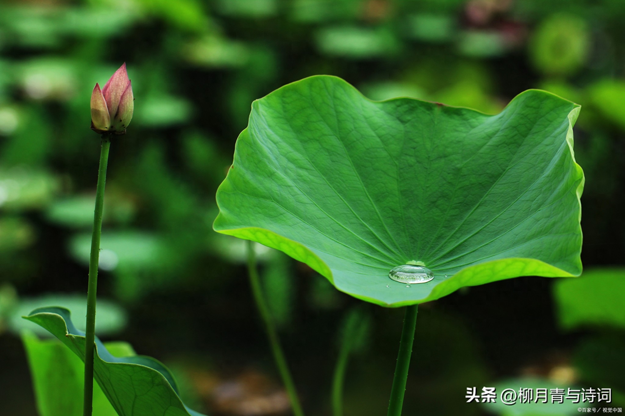 小暑诗词古句大全（有关小暑节气的古诗）