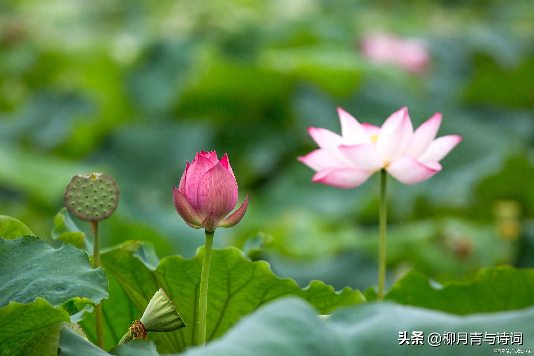 芒种不种，再种无用（三首著名芒种时节的古诗）