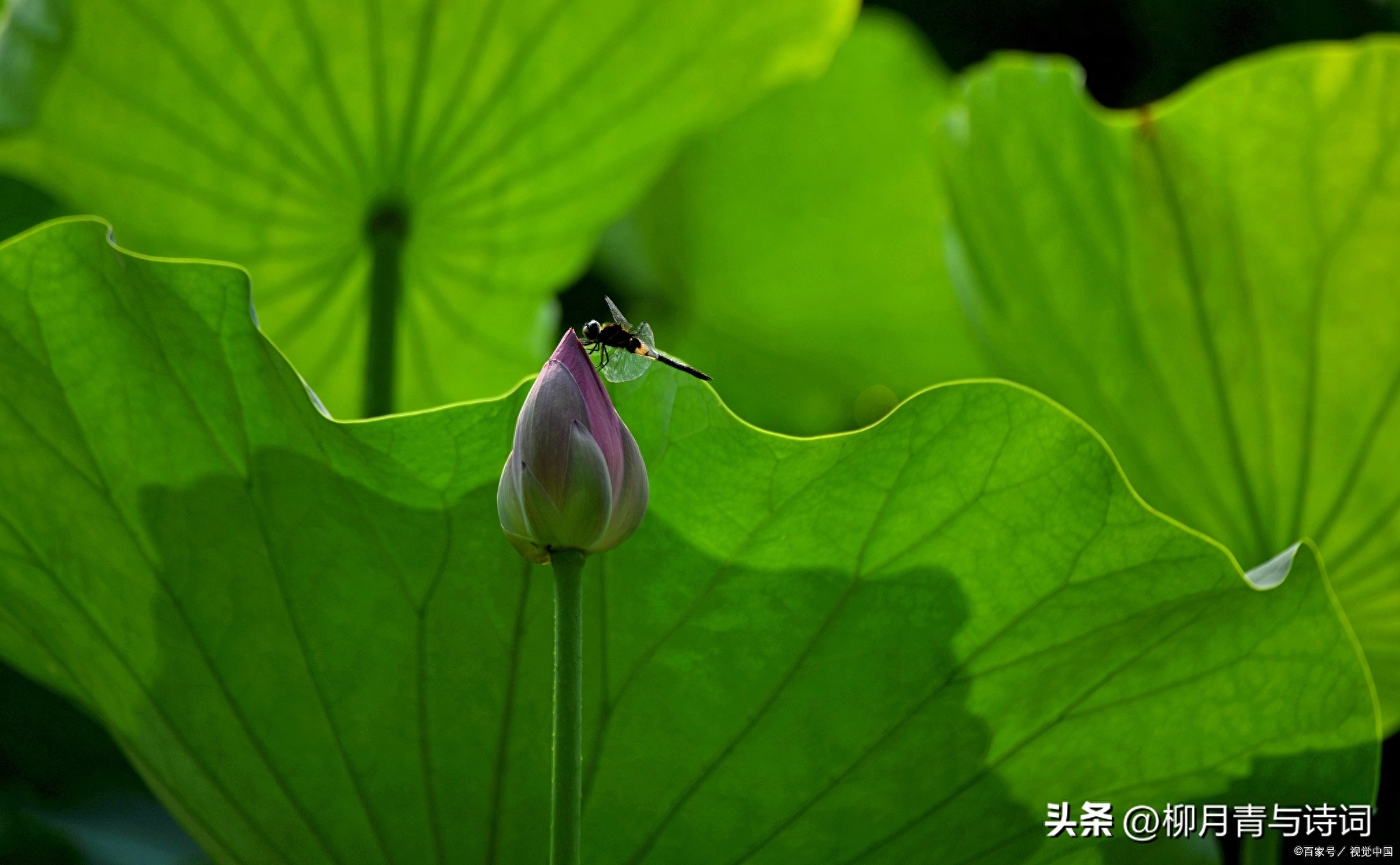 阮郎归诗词古句鉴赏，四首著名的《阮郎归》