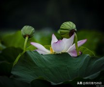 阮郎归诗词古句鉴赏，四首著名的《阮郎归》