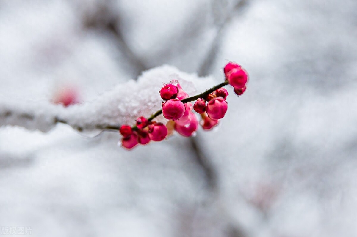 梅花诗词古句大全（三首赞美梅花的古诗）