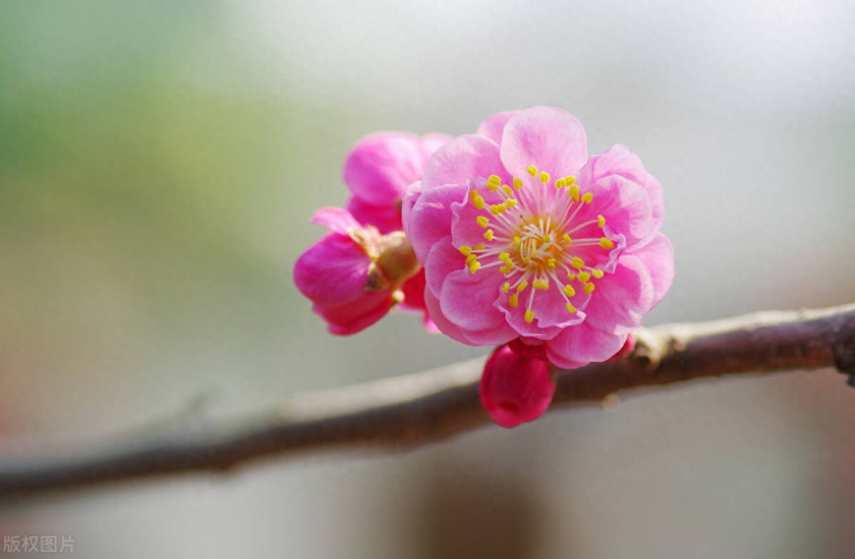 梅花诗词古句大全（三首赞美梅花的古诗）