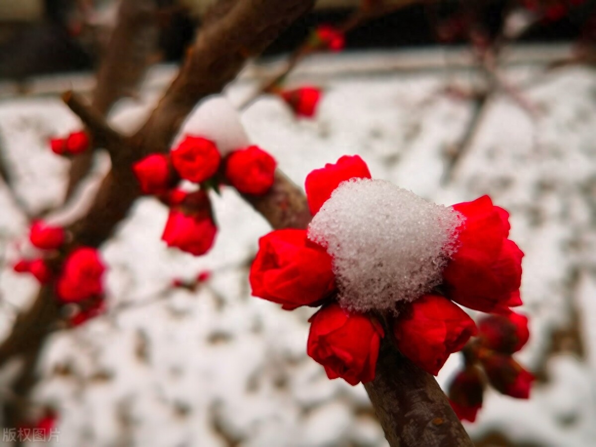 梅花诗词古句大全（三首赞美梅花的古诗）