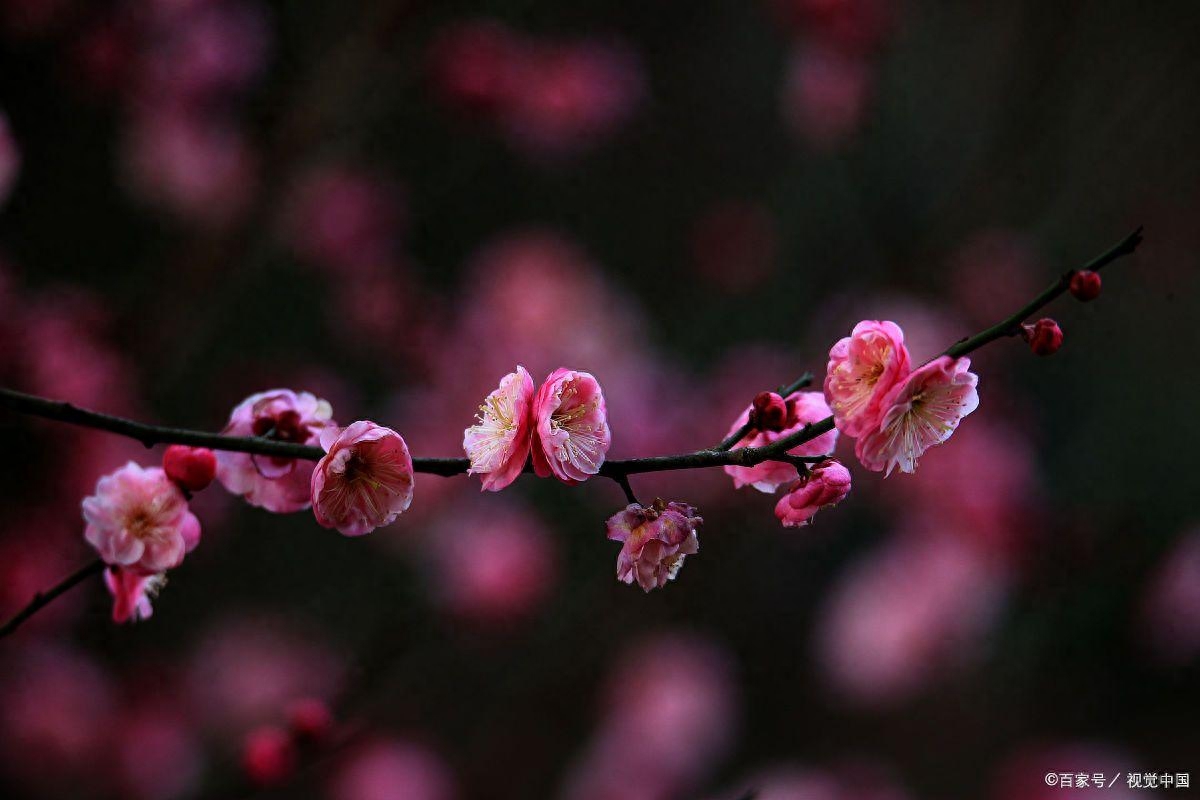 梅花诗词古句大全（三首赞美梅花的古诗）