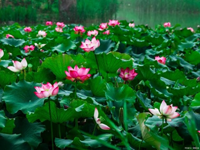 有关夏天的诗词古句赏析（六首夏天唯美诗词）