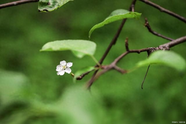 梨花唯美诗词大全（八首梨花的古诗词）