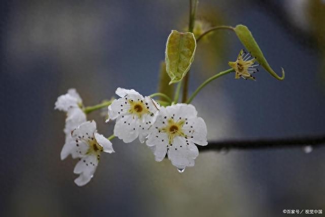 梨花唯美诗词大全（八首梨花的古诗词）