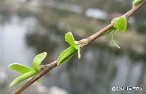 春天唯美诗词有哪些（六首春天唯美古诗句）