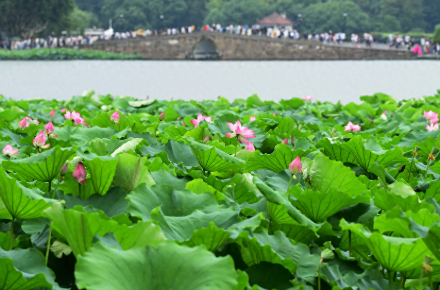 夏至唯美诗词大全（十二首消夏的诗词）