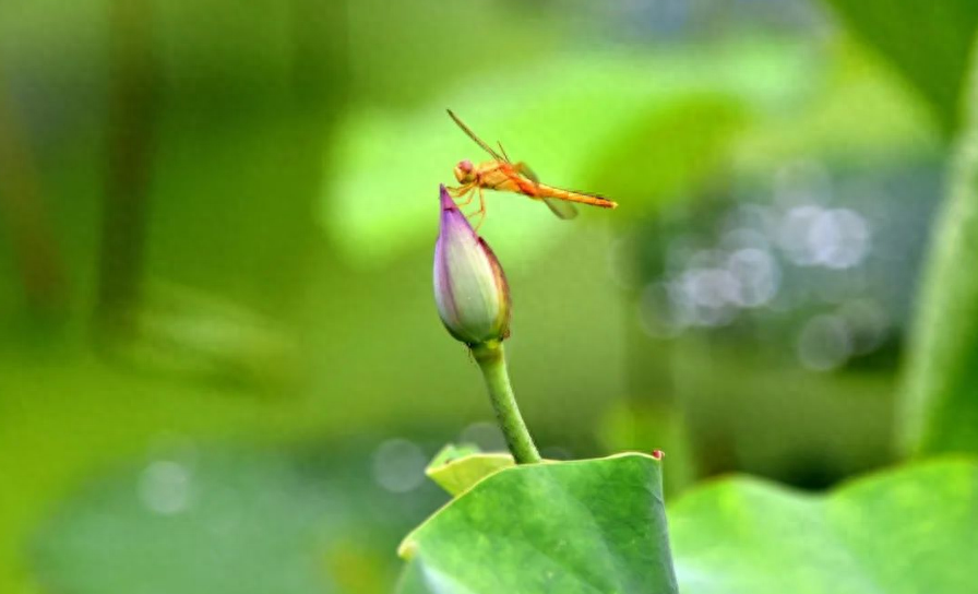 蝉鸣林语间，盛夏日已至（精选12首夏至的诗词）