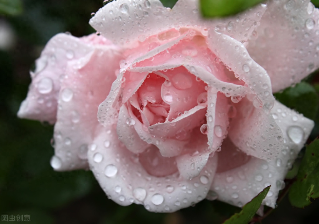 疏雨池塘见，微风襟袖知（精选5首下雨的古诗词）