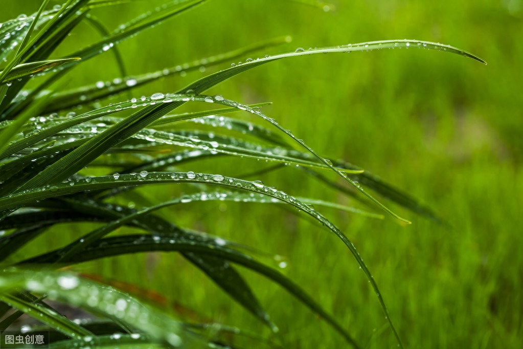 水国芒种后，梅天风雨凉（著名5首芒种古诗赏析）