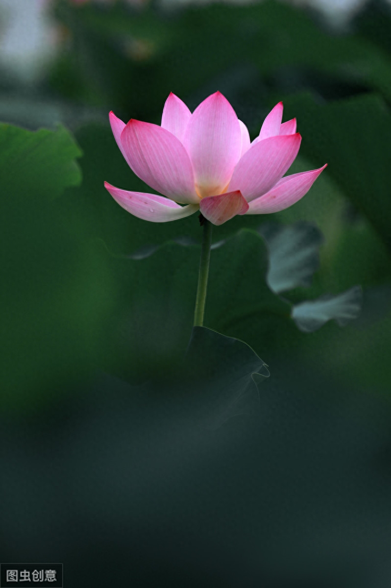 水国芒种后，梅天风雨凉（著名5首芒种古诗赏析）