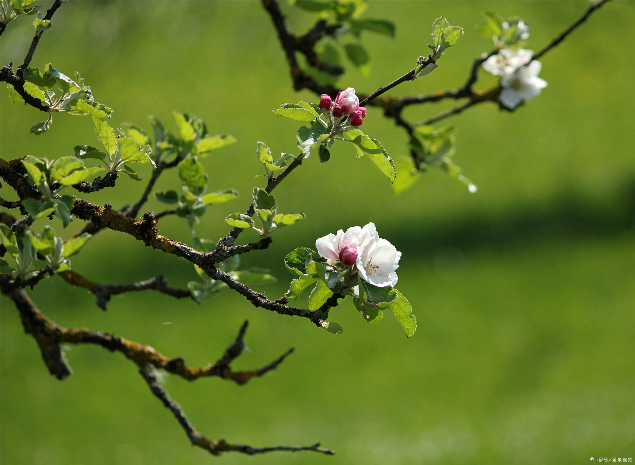 春分古诗句大全（二十四节气之春分5首古诗词）