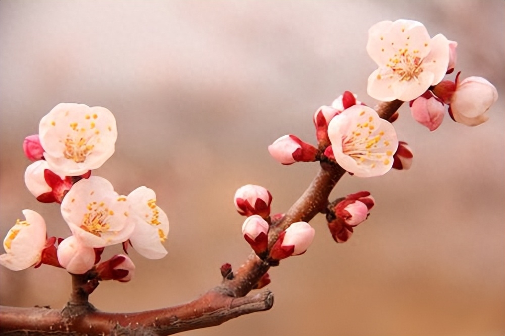 三月花唯美古诗大全（风吹雨洗，春物自芳菲）