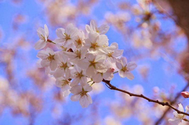 三月花唯美古诗大全（风吹雨洗，春物自芳菲）