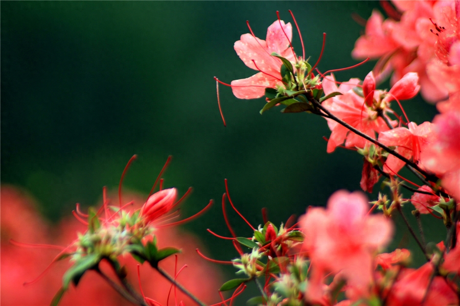 三月花唯美古诗大全（风吹雨洗，春物自芳菲）