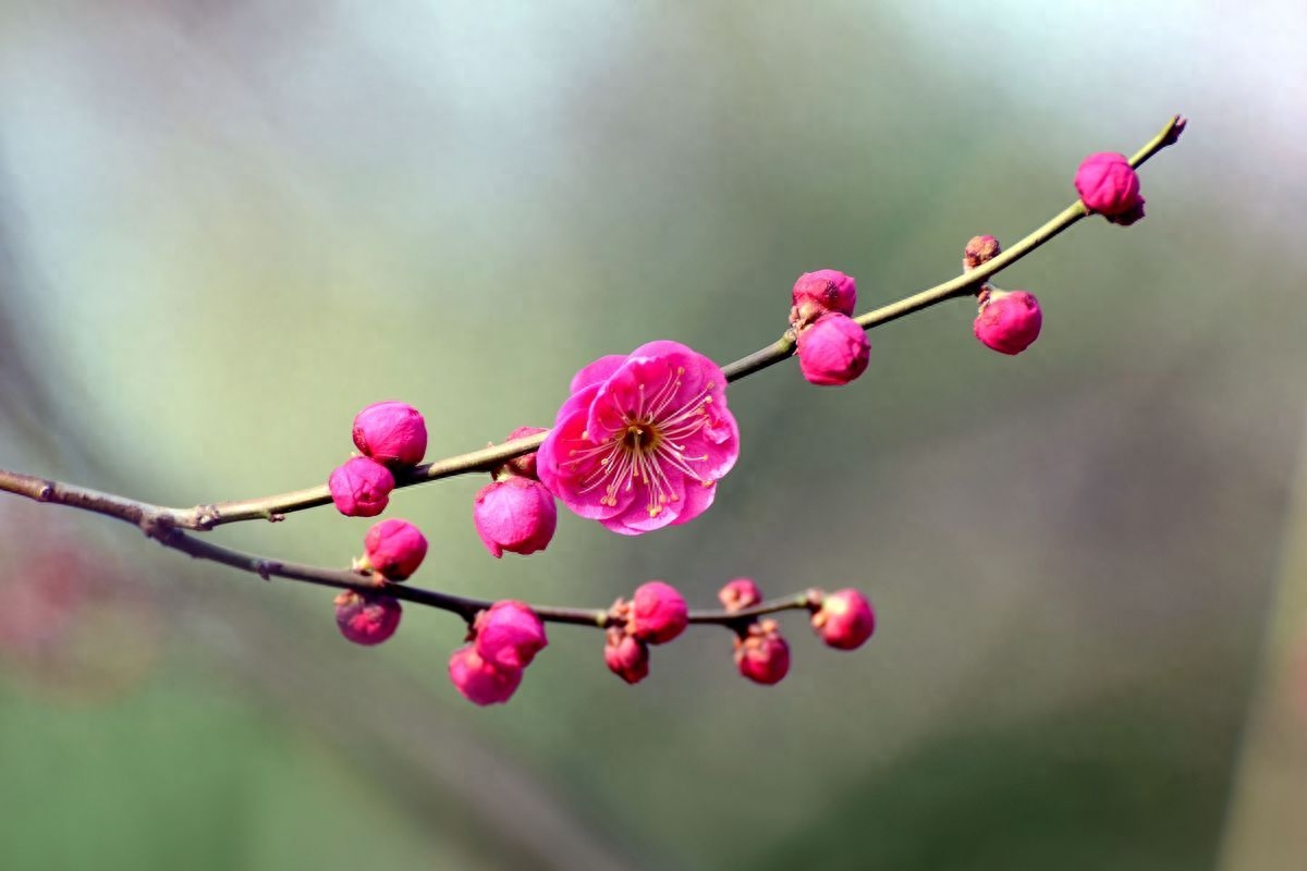 三月花唯美古诗大全（风吹雨洗，春物自芳菲）