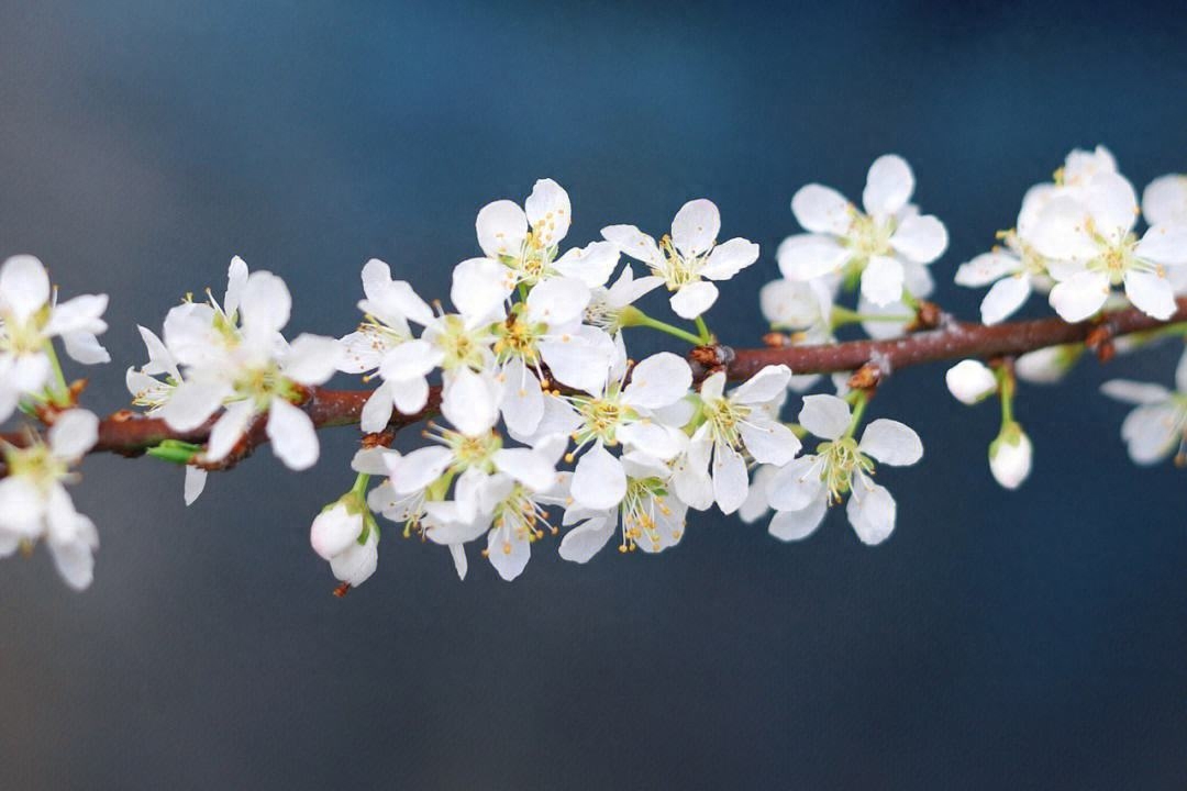 三月花唯美古诗大全（风吹雨洗，春物自芳菲）