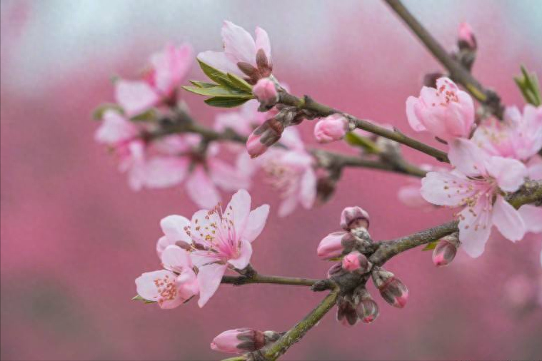 三月花唯美古诗大全（风吹雨洗，春物自芳菲）