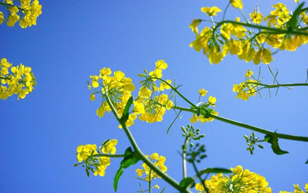 三月花唯美古诗大全（风吹雨洗，春物自芳菲）