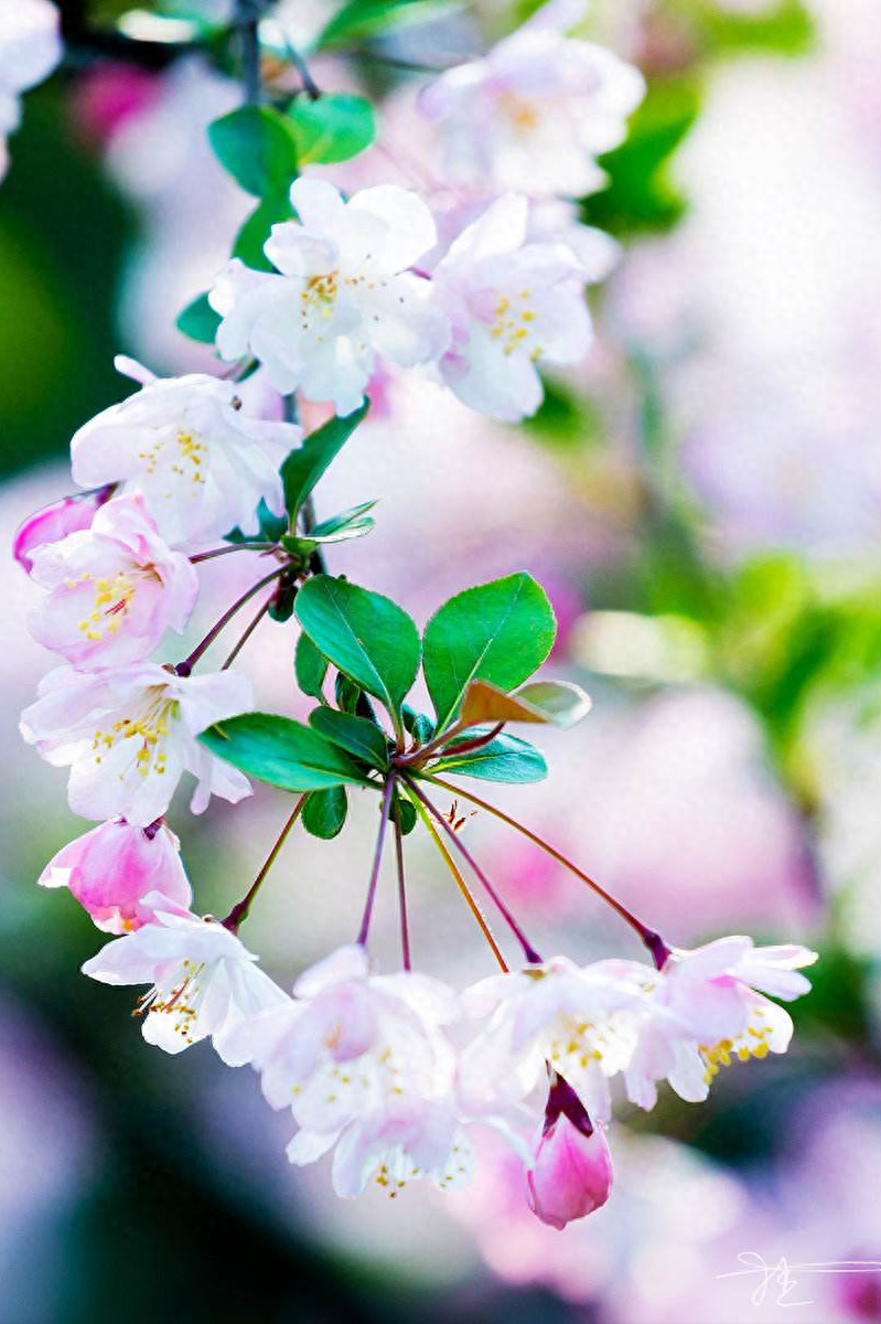 海棠花诗词古句大全（棠花开时节10首诗词）