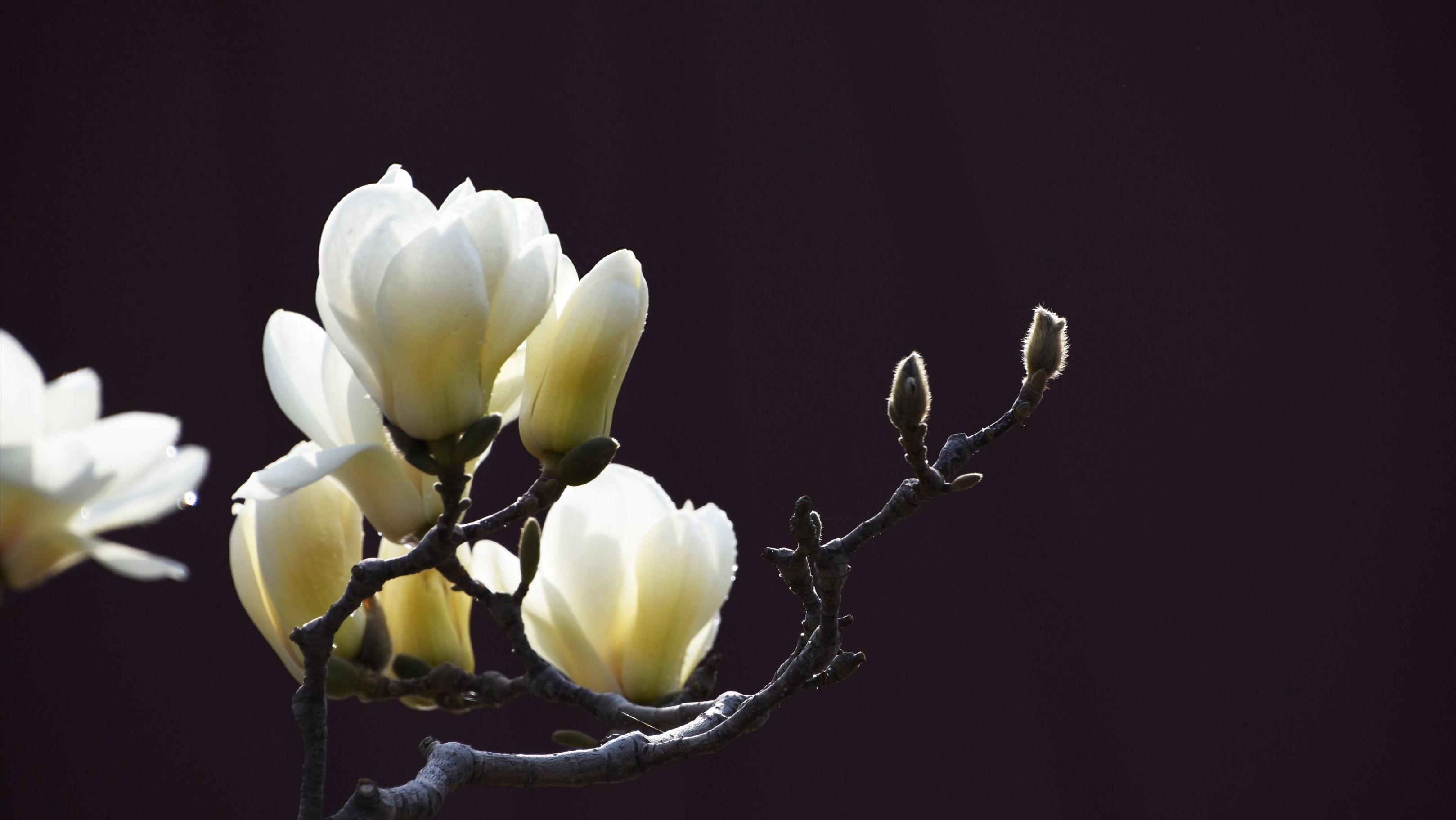 玉兰花诗词古句摘抄（10首优美玉兰花诗词）